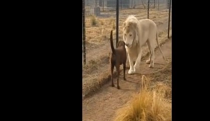 Sư tử trắng chủ động bắt tay chó khiến ai cũng ngỡ ngàng